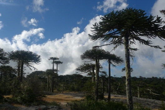 Forests of Araucaria covered most of the vegetated parts of the planet during the Cretaceous.